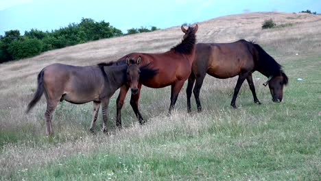 caballos pastando en un prado a gran altitud de montaña
