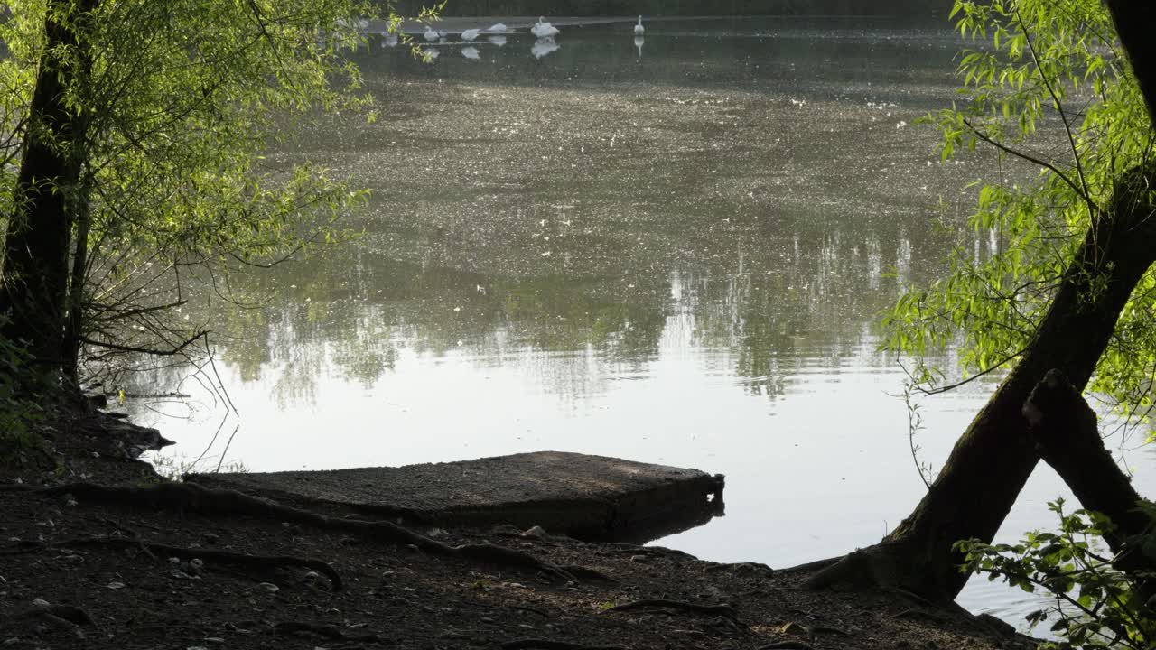 Old Jetty by Forest Lake with Swans and Other Birds in Background and Sunlight Reflecting on Water Surface