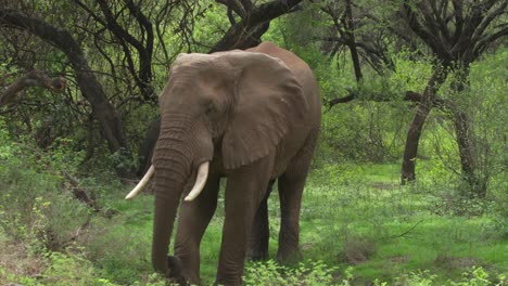 an elephant bull walks towards camera flapping its ears