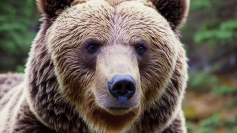 close-up of a majestic brown bear