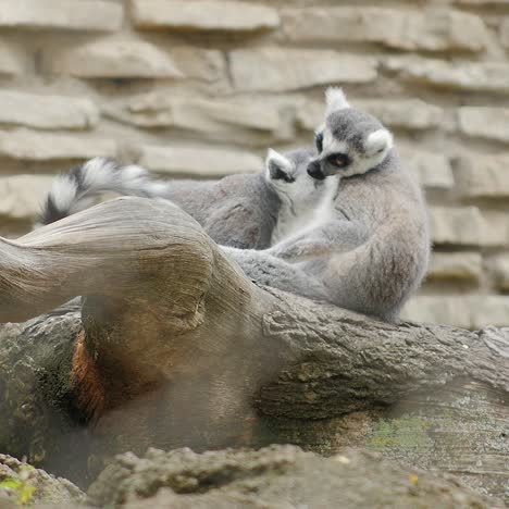 Two-Ring-Tailed-Lemurs-Looking-At-Each-Other