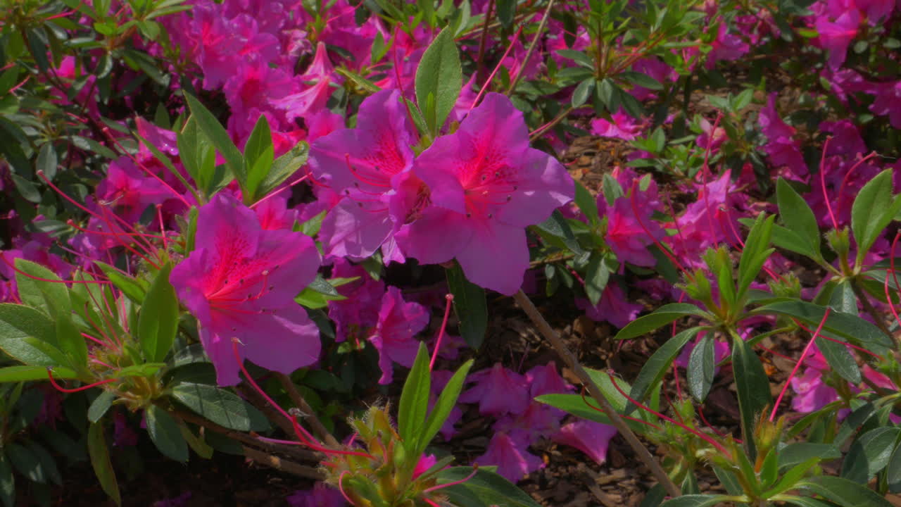 toma manual, que muestra el rododendro indicum durante la primavera, en pleno florecimiento