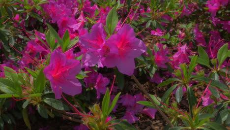 Toma-De-Mano,-Mostrando-Rhododendron-Indicum-Durante-La-Primavera,-Floreciendo-Completamente