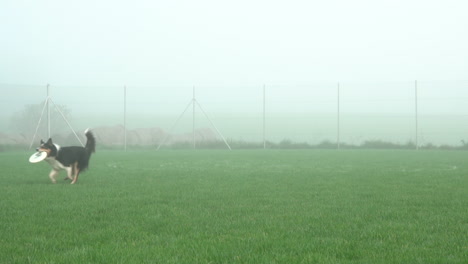 early morning foggy morning, dog competes in frisbee catching competition on green field