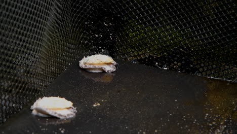 abalone in basket in tank crawl around