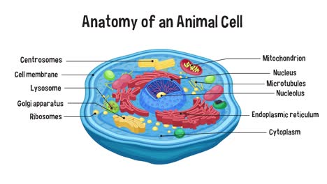 educational animation detailing an animal cell's structure