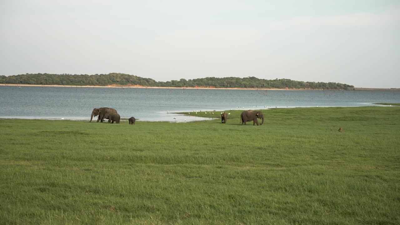 스리랑카의 평온한 호수 근처의 울창한 초원에서 평화롭게 먹이를 먹는 야생 코끼리, 아시아 야생동물의 아름다움을 보여줍니다.