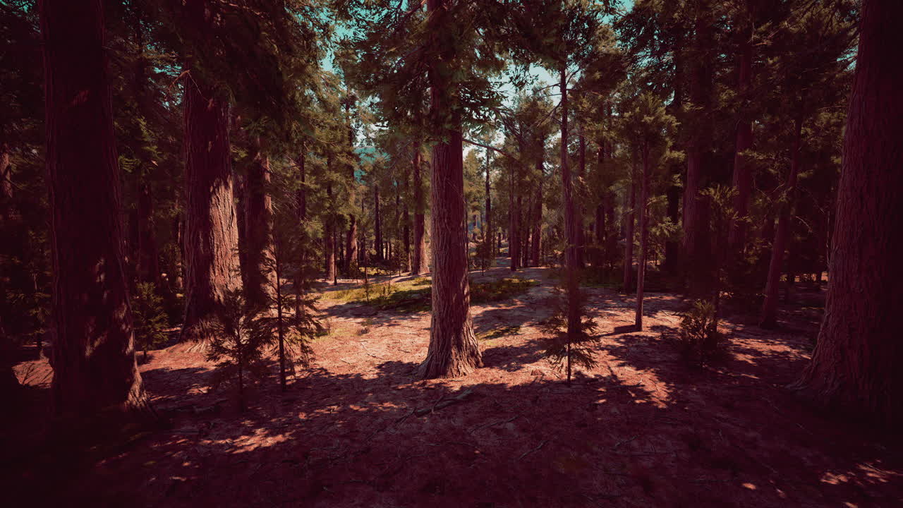 Sequoie giganti d'estate nel Parco Nazionale di Sequoia