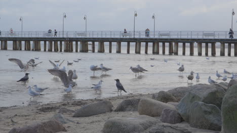 Küstenvögel-Versammeln-Sich,-Um-Am-Strand-Mit-Dem-Orlowo-Pier-Im-Hintergrund-Nach-Nahrung-Zu-Suchen