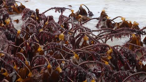 Kelp-bed-exposed-at-low-tide