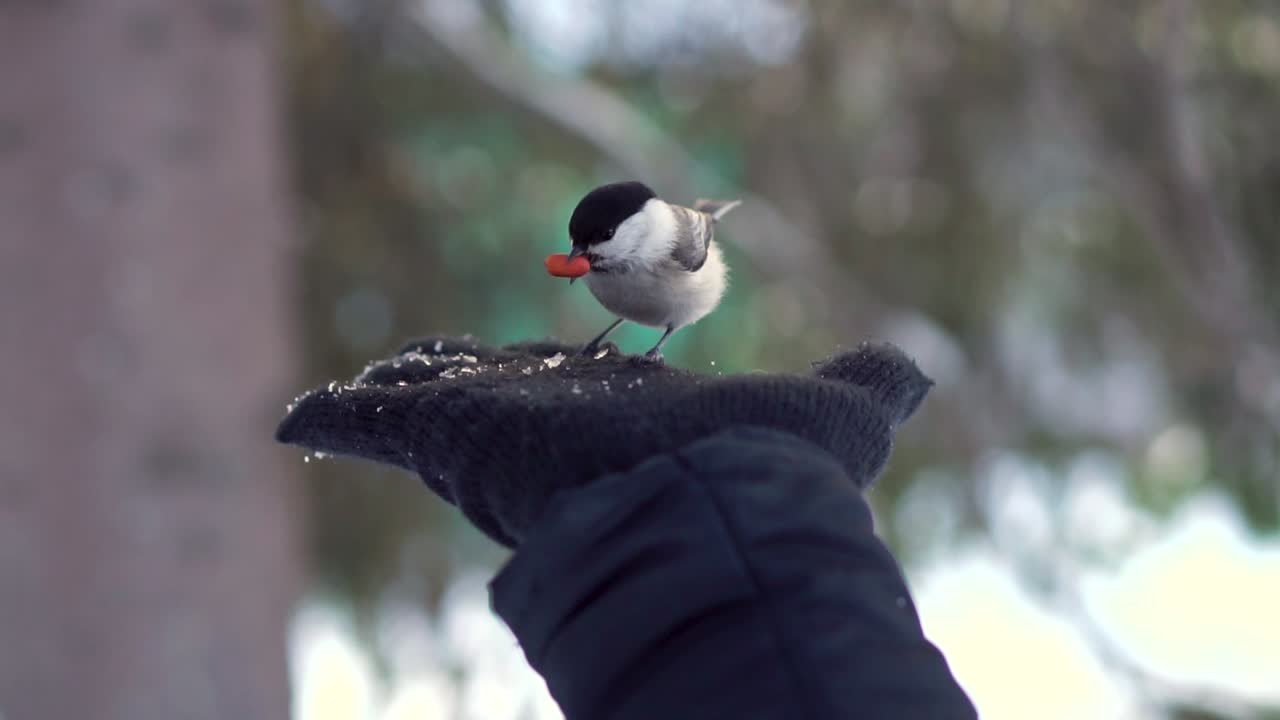 겨울 에 새 에게 먹이 를 주는 사람