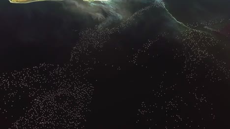 flock of lesser flamingos on the waters of lake magadi in great rift valley, kenya