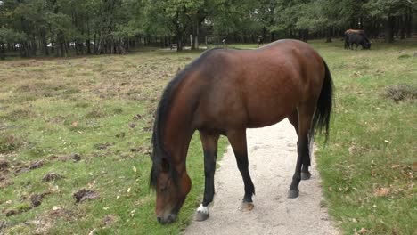 pov shot looking at horse grazing in field