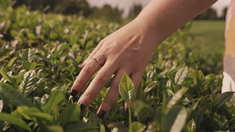 Slomo-Primer-Plano-De-La-Mano-De-Una-Mujer-Caucásica-Tocando-Plantas-De-Té-Verde