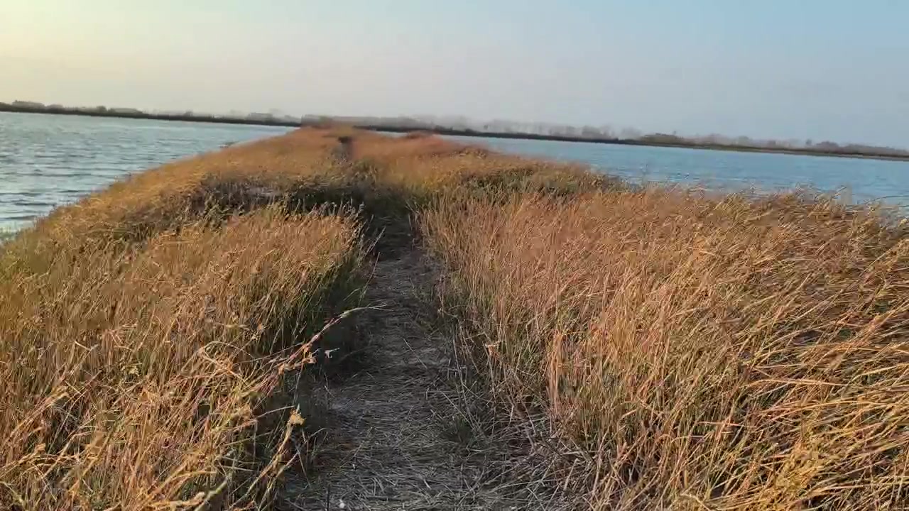 Sentiero stretto attraverso erba alta accanto ad acqua calma al tramonto