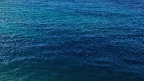 Panning-aerial-shot-of-a-snorkeler-in-Maui-Hawaii-in-beautiful-blue-water-without-land-in-background