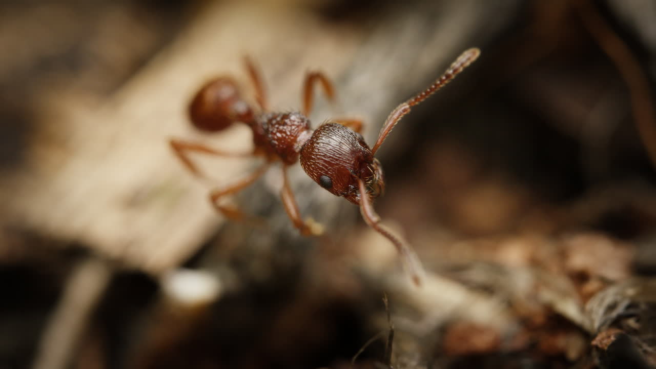 Macro close-up common red ant, Myrmica rubra