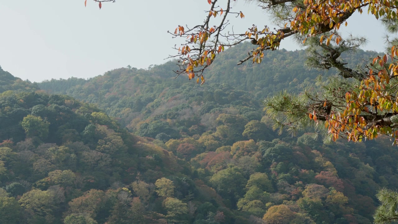 京都嵐山公園の葉のクローズアップと景観美。穏やかな水面と豊かな緑が織りなす象徴的な風景。