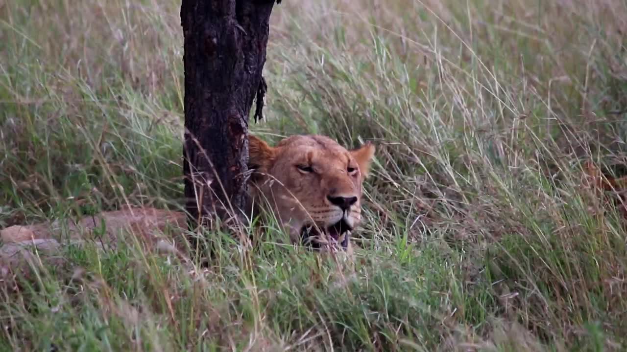 Håndholdt opptak av en løvinne som hviler ved foten av et tre på den tanzanianske savannen.