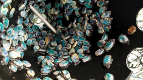 vibrant shells of baby abalone in black cone