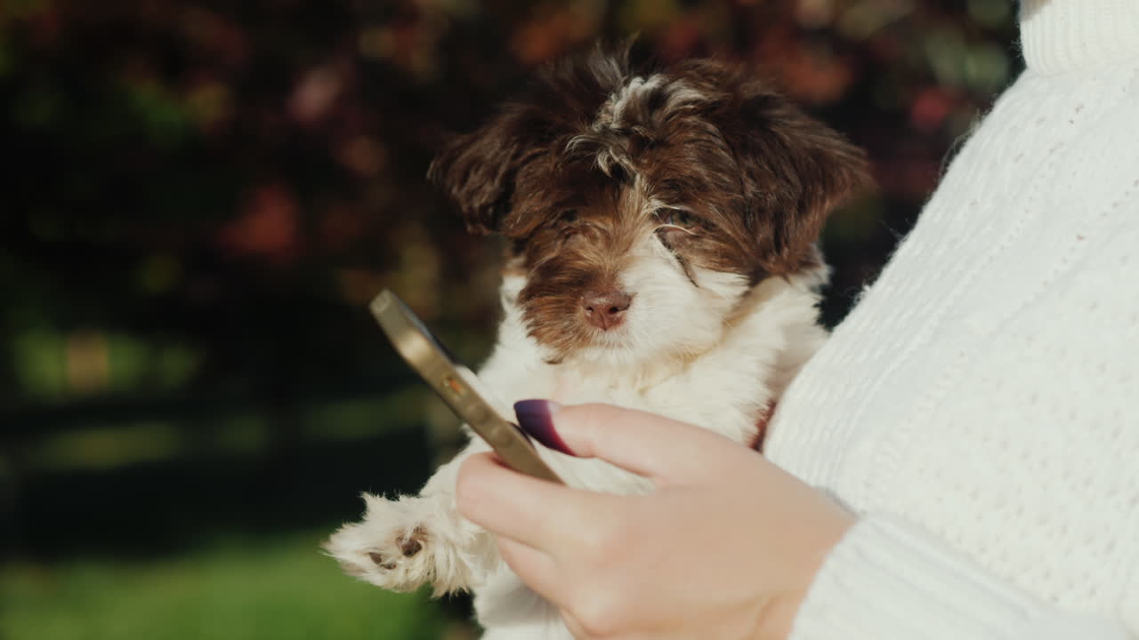 강아지를 들고 여자는 전화를 사용하여 가까이