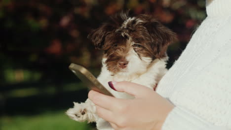 mujer sosteniendo cachorro usa teléfono de cerca