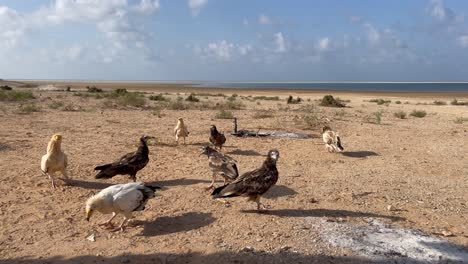 Egyptian-vultures,-White-vultures-on-the-ocean-beach-fighting-for-food,-Socotra,-Yemen