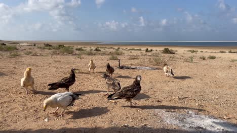 egyptian vultures, white vultures on the ocean beach fighting for food, socotra, yemen