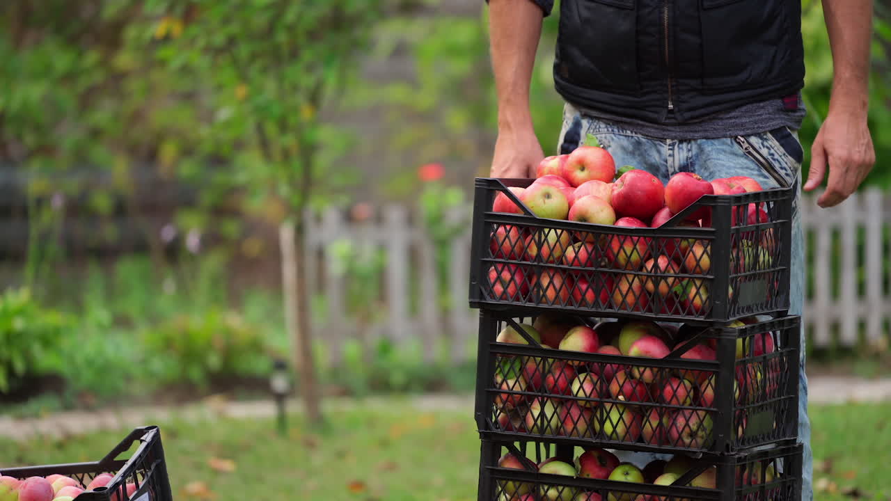 Man carries apples in plastic boxes. Stack of drawers with harvest of apples. Farmer puts drawers with fresh fruits one on one in the garden.