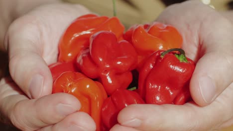 Red hot chili pepper in hand of chef man, close up holding peppers