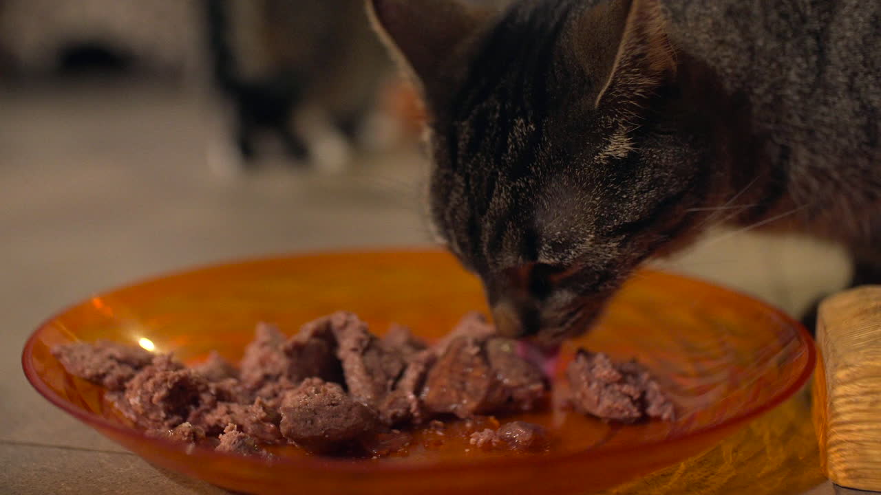 katze isst fleisch süß