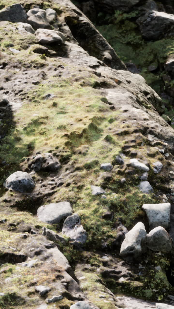 모스 로크 의 근접 사진