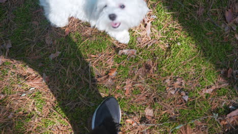 white maltese dog in a forest