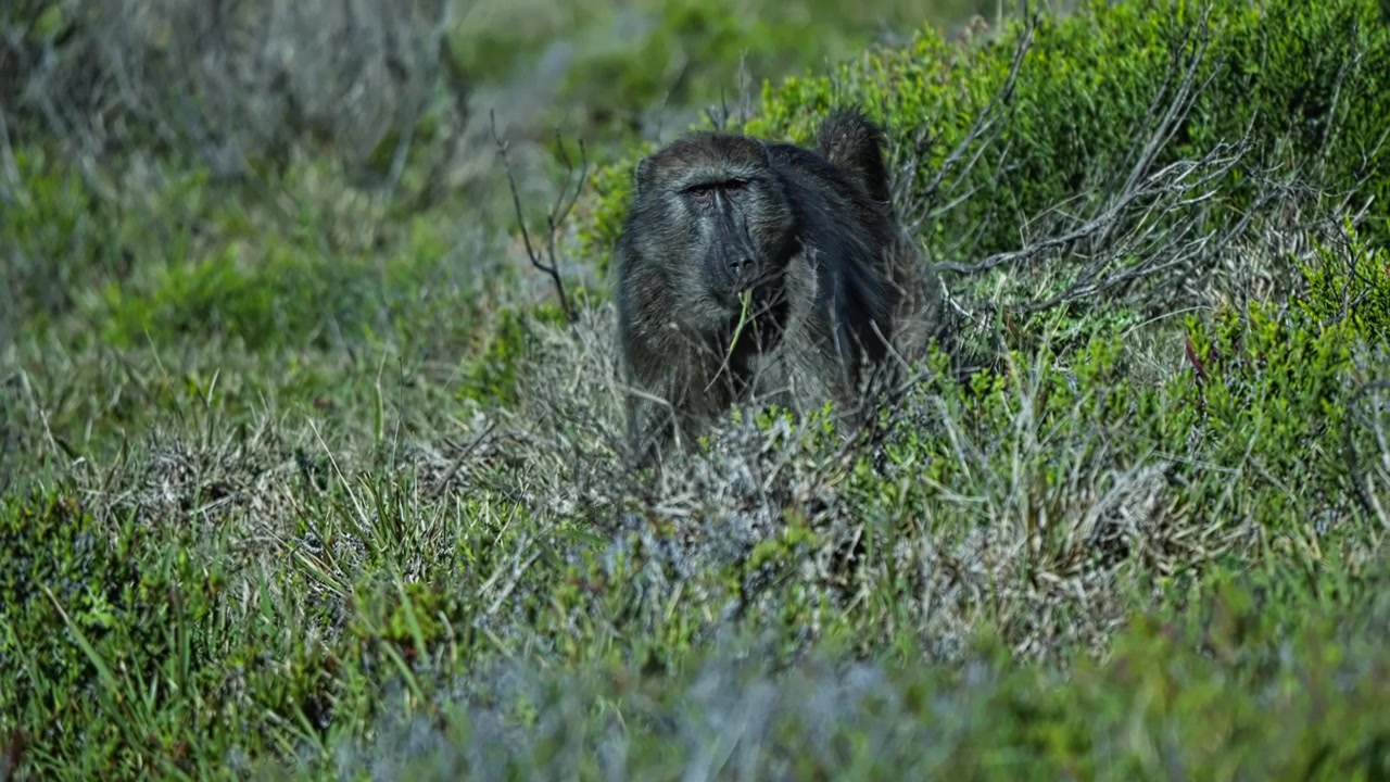 Babbuino chacma in cerca di cibo tra la fitta vegetazione nella Riserva Naturale di Cape Point, Capo di Buona Speranza, Sudafrica, che mostra il comportamento alimentare naturale nel suo habitat costiero