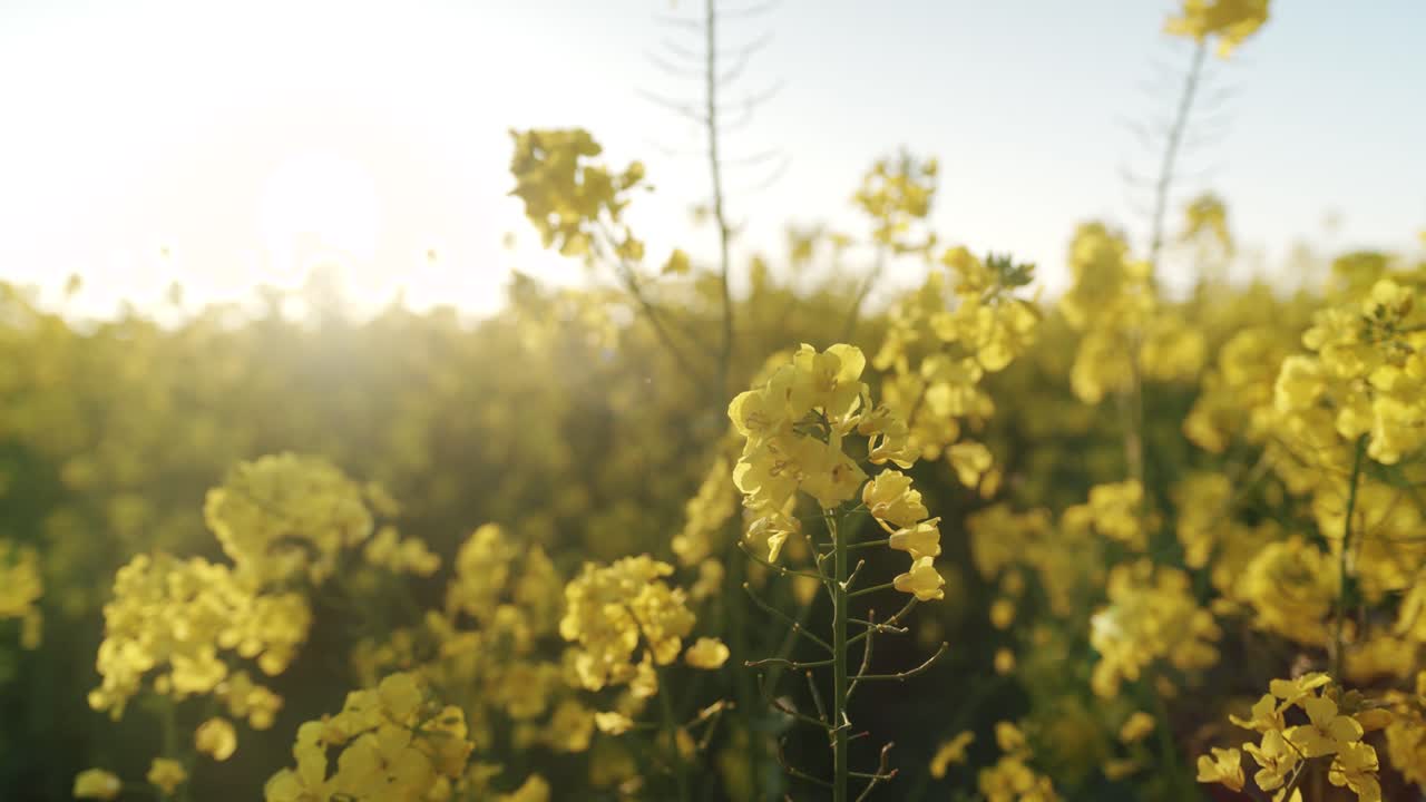 flores de violaciones en primavera durante el bonito amanecer temprano en la mañana en alemania, europa