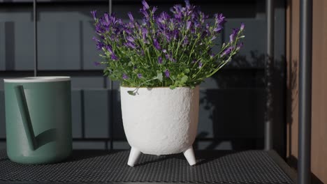 purple flowers in white pot and green watering can