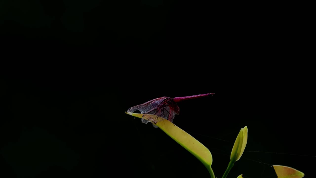 visto en lo profundo de la oscuridad de la jungla encaramado en una hoja, el planeador de pantano carmesí trithemis aurora, tailandia