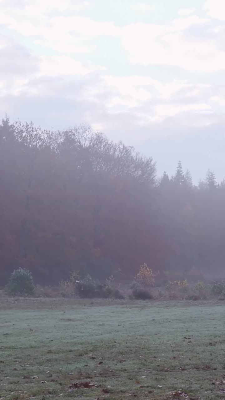 Foggy Autumn Landscape
