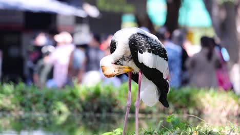 a painted stork preening in a zoo setting