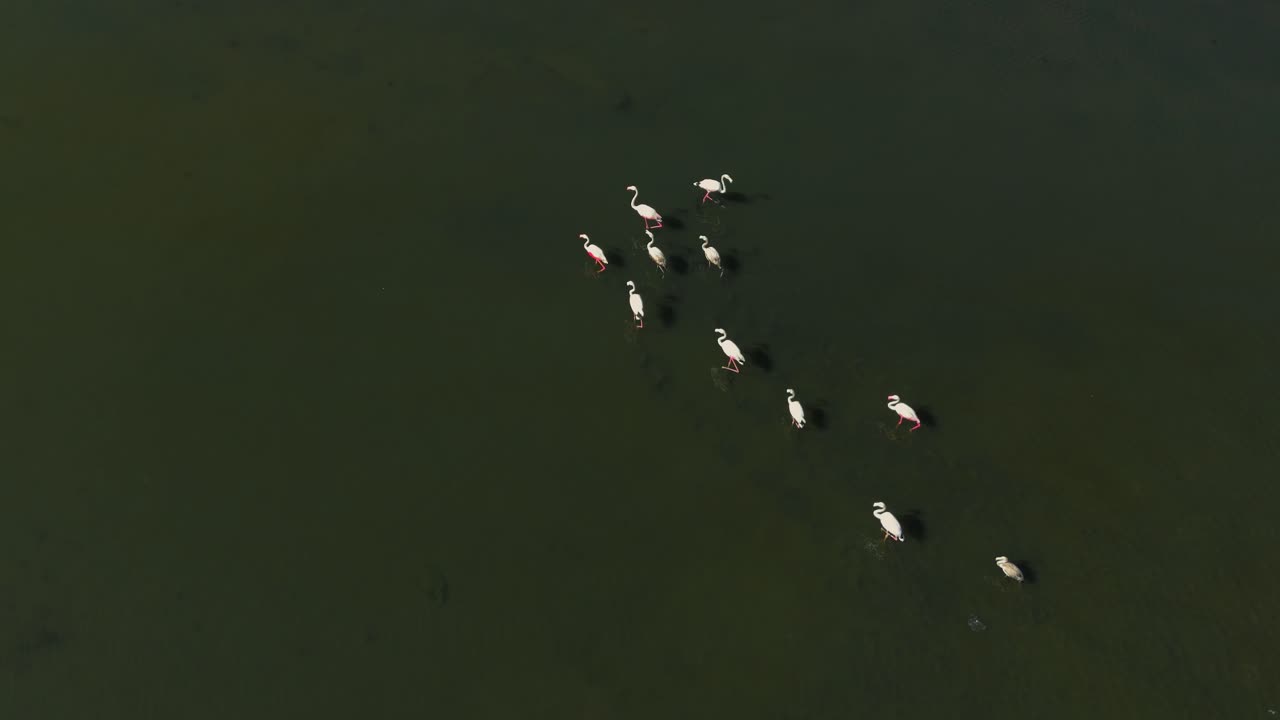 bandada de flamencos caminando a través de la sabana de la laguna de aguas poco profundas