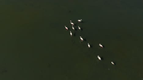 Bandada-De-Flamencos-Caminando-Por-La-Sabana-De-La-Laguna-De-Aguas-Poco-Profundas