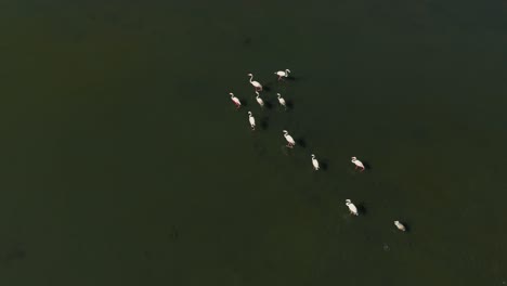 bandada de flamencos caminando a través de la sabana de la laguna de aguas poco profundas