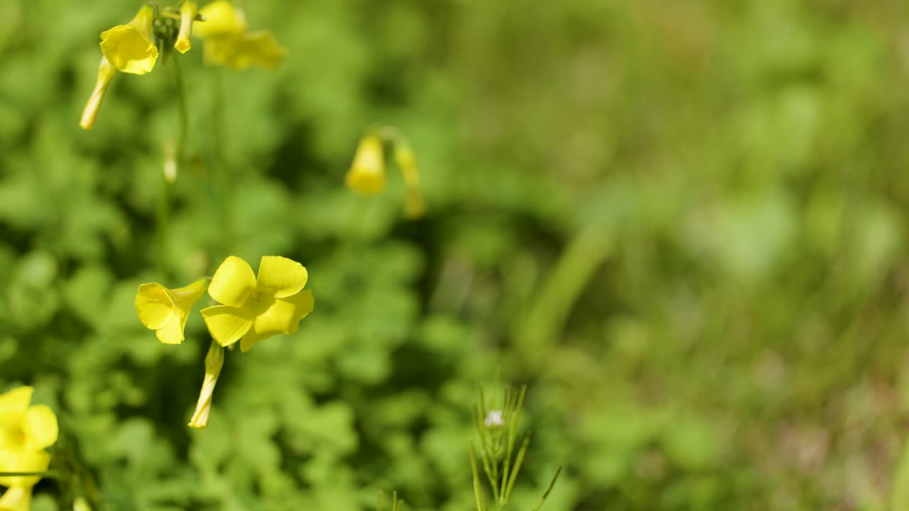 Yellow Oxalis wildflowers gently sway in bright spring sunlight, captured in detailed macro closeup
