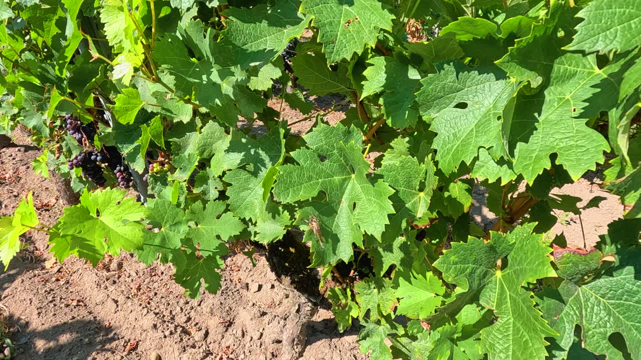 빛 이 비치는 포도 에 있는 울창 한 포도나무