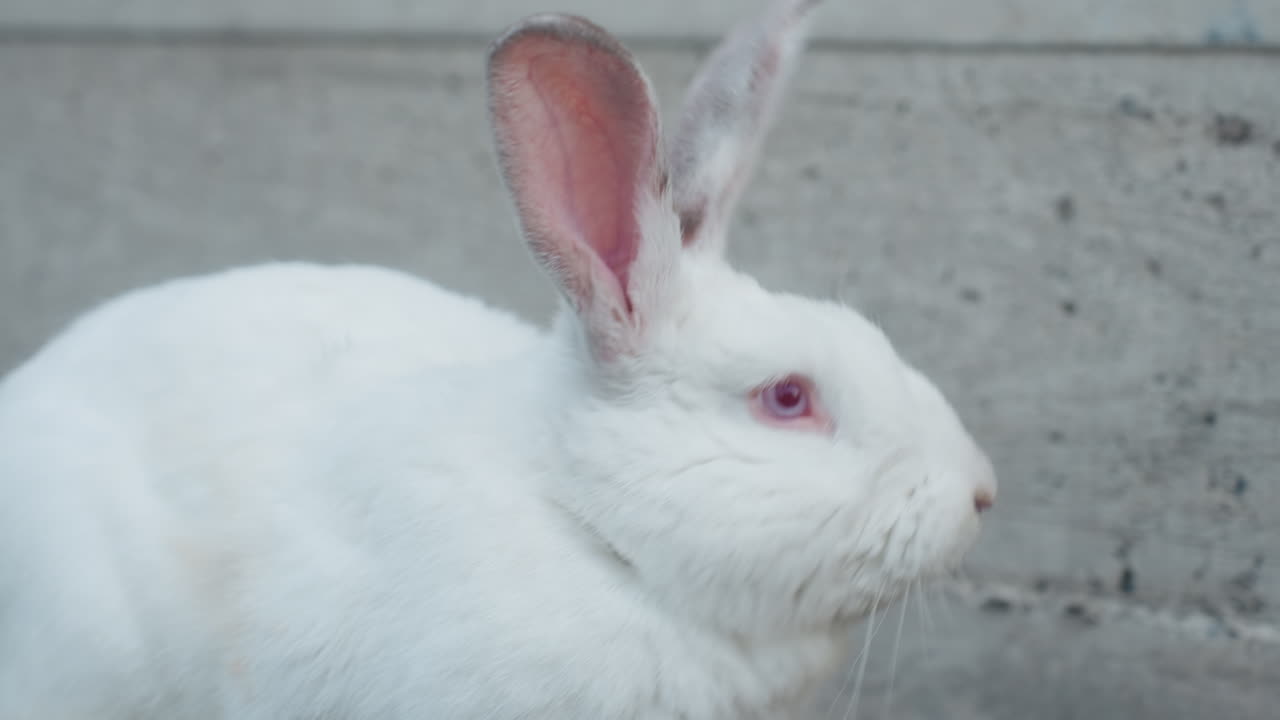 Serene Rabbit Portrait, Quiet Outdoor Scene With Rabbit, Tranquil Image Of Rabbit With Vivid Pink Eyes Outdoors, Peaceful Closeup Of White Rabbit Against Concrete Background With Detailed Fur