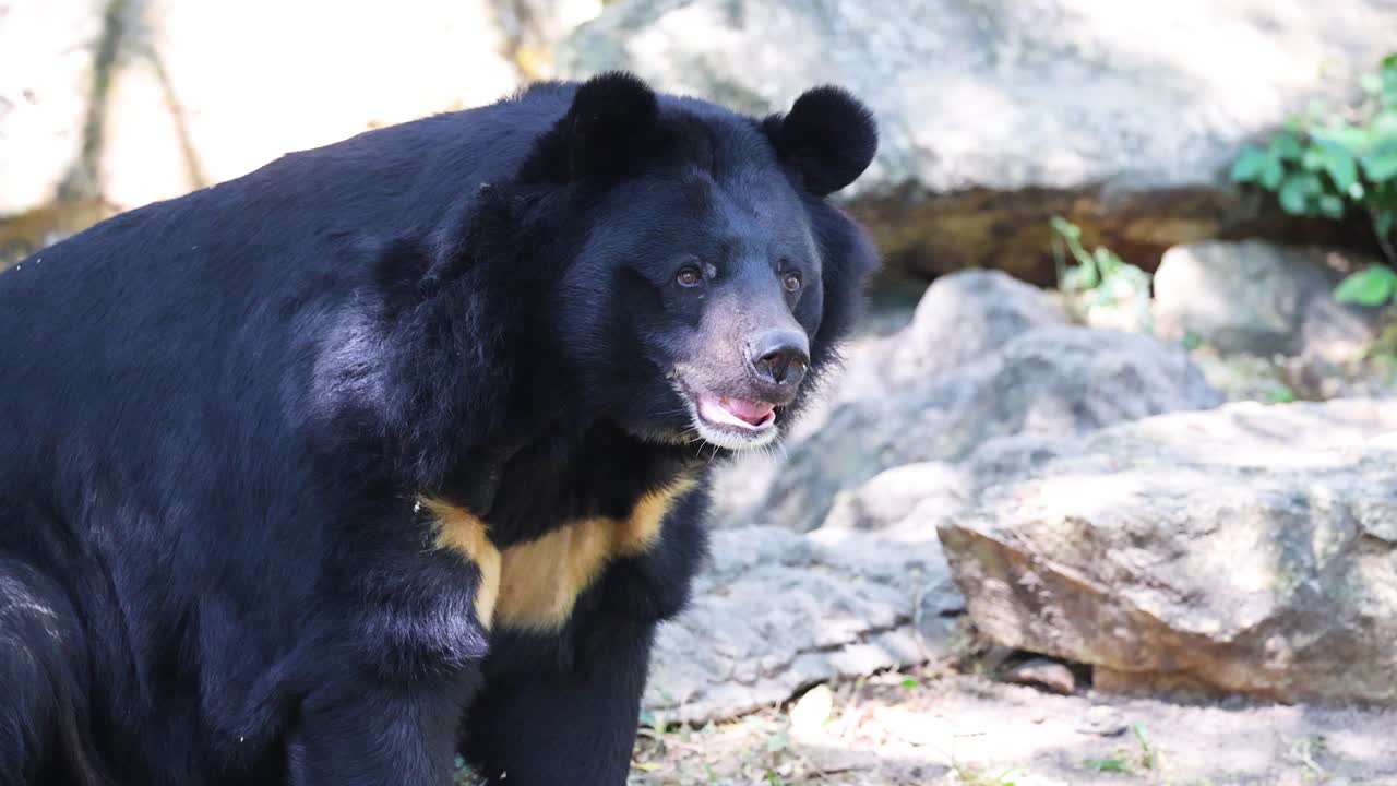 Bear exploring rocky habitat in Chonburi, Thailand
