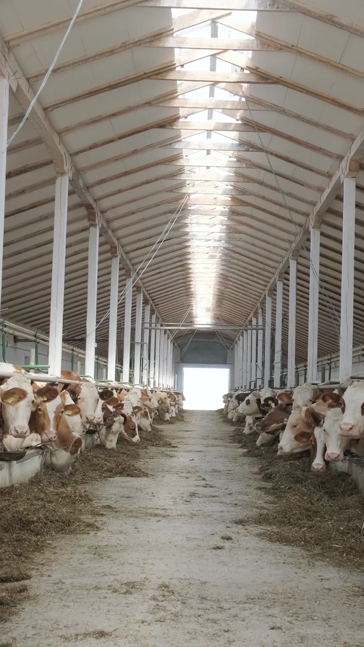 Vaches mangeant du foin dans une étable moderne de ferme laitière