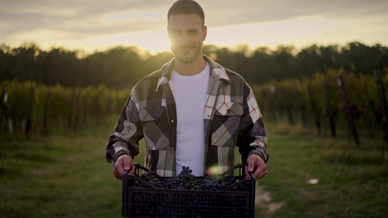 Man Harvesting Grapes in Vineyard