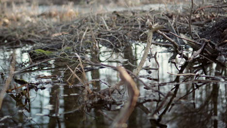 marsh swamp lake