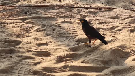 bird traverses textured sand in sunlight